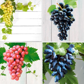 Ofertă de 4 viţe excepţionale