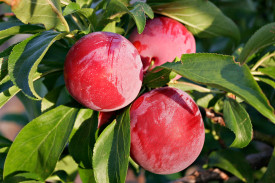 Renglotă japoneză Santa Rosa