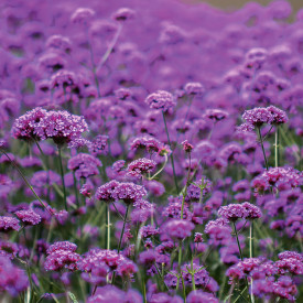 Verbena înaltă (3 buc)