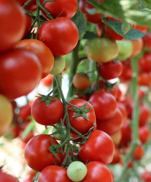 Rosii cherry Sweet Million