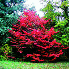 Arbore de fier persan