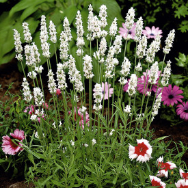 Levănţică albă (3 buc)