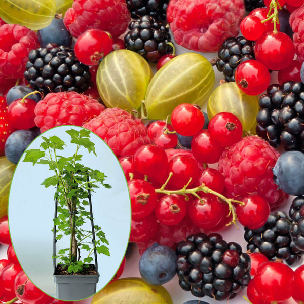 Cvartet de fructe de pădure