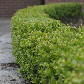 Laur japonez (3 buc)