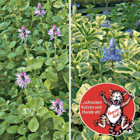 Spaima pisicilor verde (6 buc)