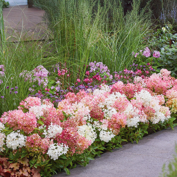 Hortensie Groundbreaker