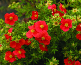 Potentilla arbustivă roșie