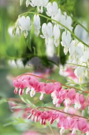 Cerceii doamnei roz + alb (2 buc)