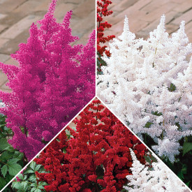 Astilbe în 3 culori (3 buc)