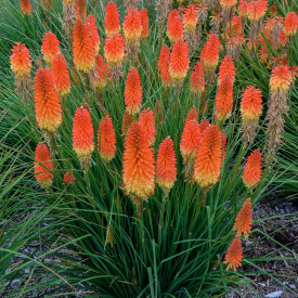 Crinul făclie (3 buc)