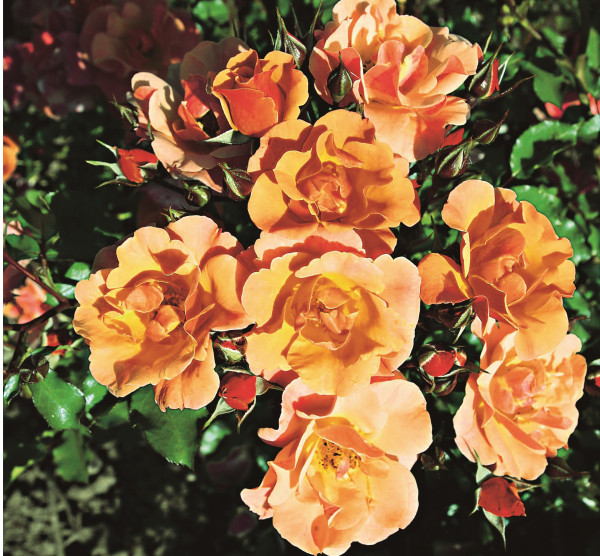 Trandafir acoperitor de sol Cubana