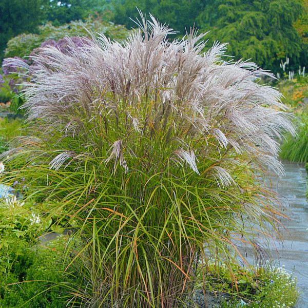 Stuf chinezesc (3 buc)