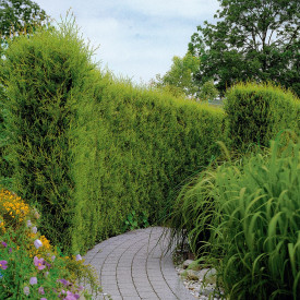 Chiparos Leyland (3 buc)