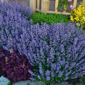 Menta pisicii Purrsian Blue (3 buc)