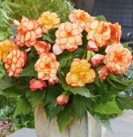 Begonie Picotee Sunburst (3 buc)
