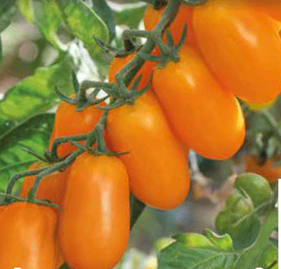 Tomate Cocktail galbene (2 buc)