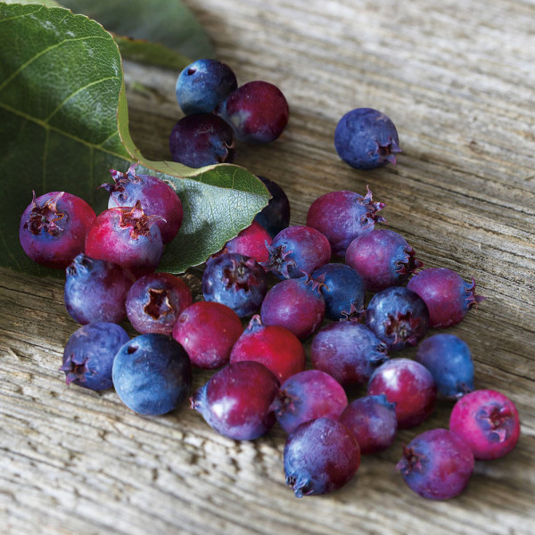 Afin Canadian Saskatoon