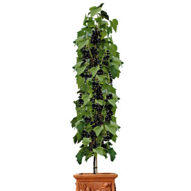 Coacăz columnar Titania