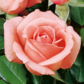 Trandafir Parfum de Provance roz, în ghiveci