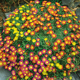 Floare de cristal Orange Wonder