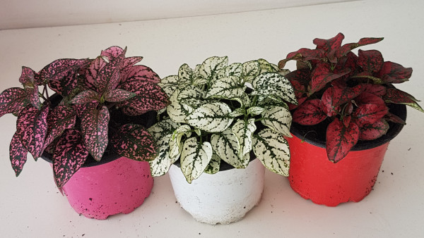 Planta cu pistrui