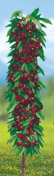 Ofertă 1 Rubina +1 Victoria